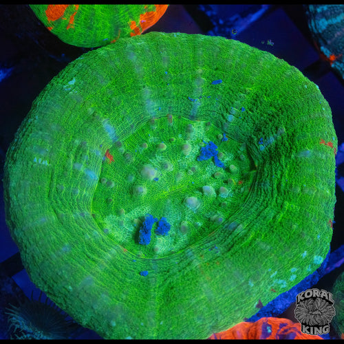 Green Scoly