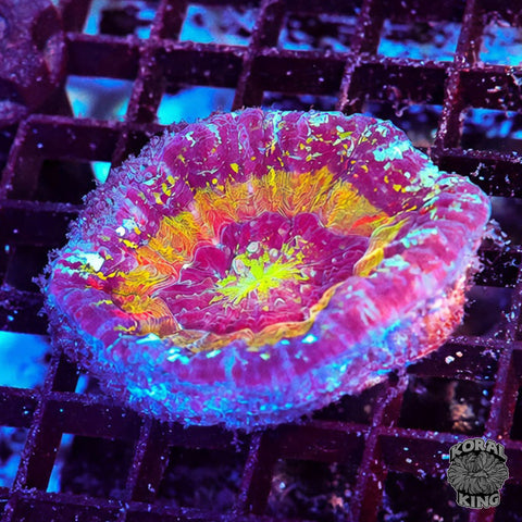 Psychedelic Sunrise Scoly