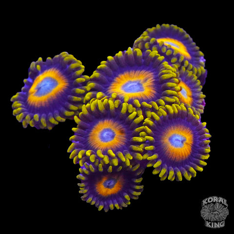 Scrambled Egg Zoa