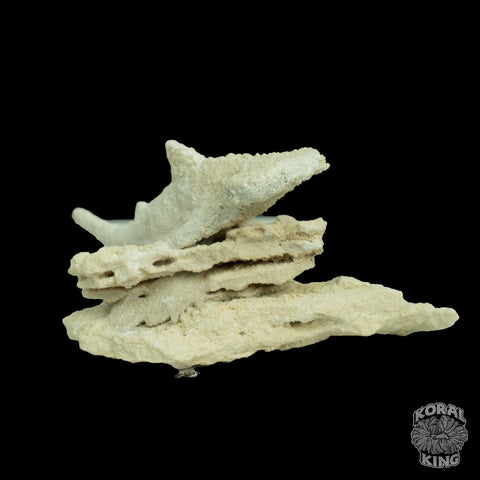 Hammer Head Shark Rock Decor