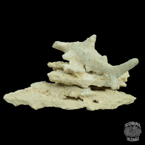 Hammer Head Shark Rock Decor