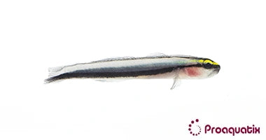 Sharknose Goby – Proaquatix