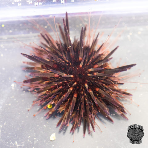 Short Spine Urchin