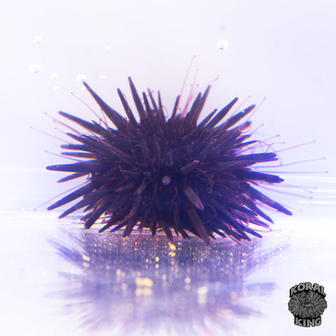Short Spine Urchin