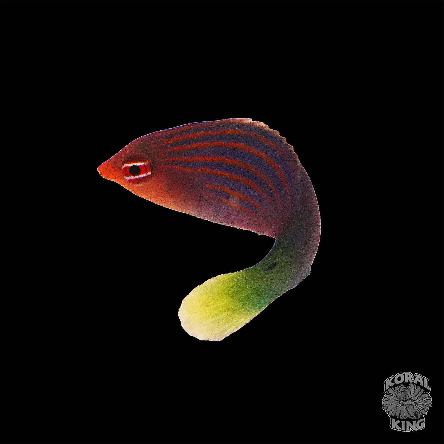 Six Line Wrasse - Koral King