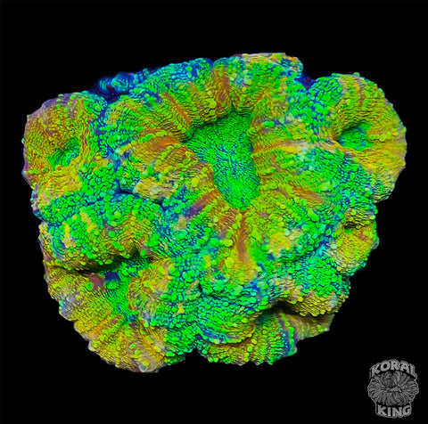 Skittles Explosion Lobophyllia