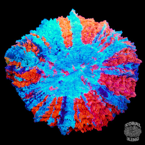 Skittles Rainbow Acantho (BRIGHT)