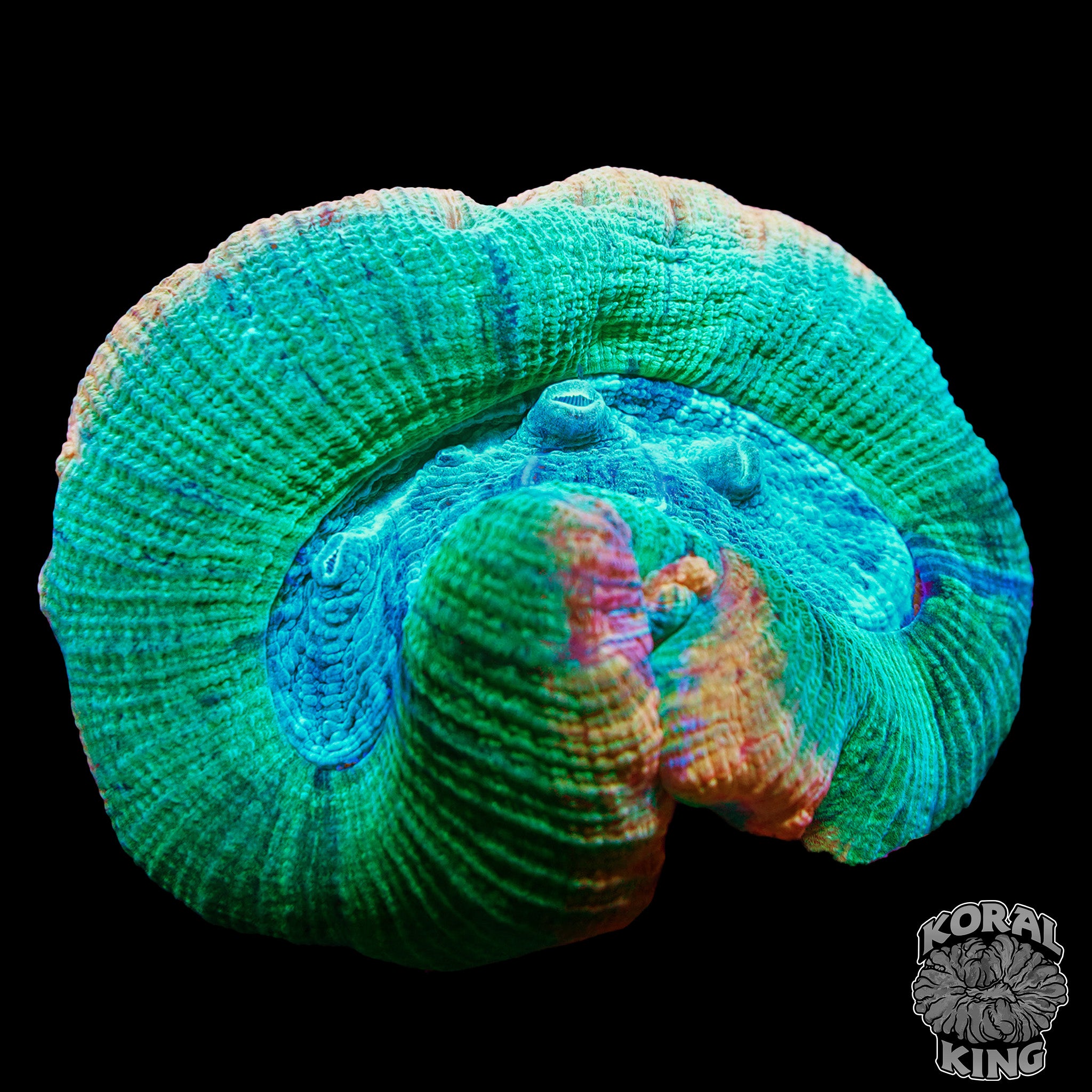 Slime Core NANO Trachy – Koral King