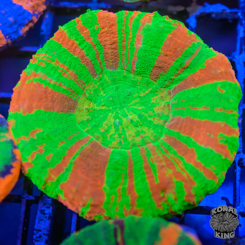 Sour Blast Apple Scoly