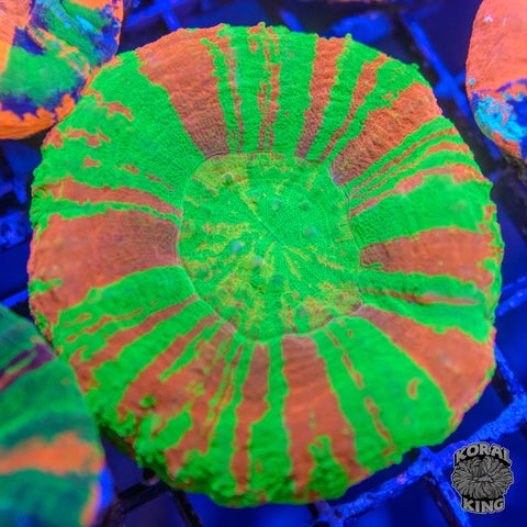 Sour Blast Apple Scoly
