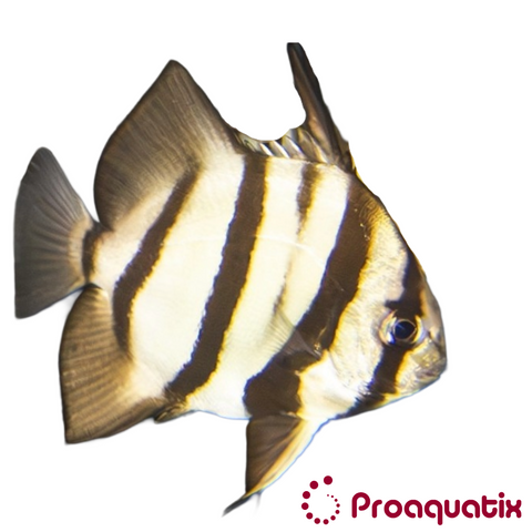 Atlantic Spadefish – Proaquatix