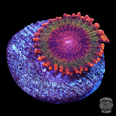 Speckled Krak Zoa