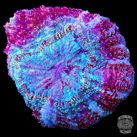 Spekled Ruby Acantho