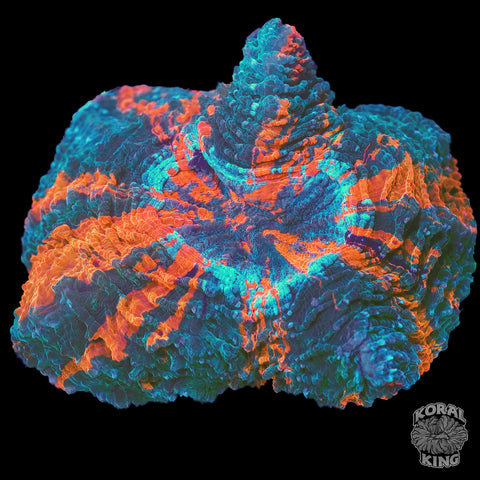 Spectral Acantho