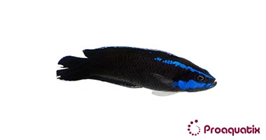 Springeri Dottyback – Proaquatix