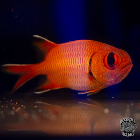 Sammara (Squirrel Bloodspot) Squirrelfish