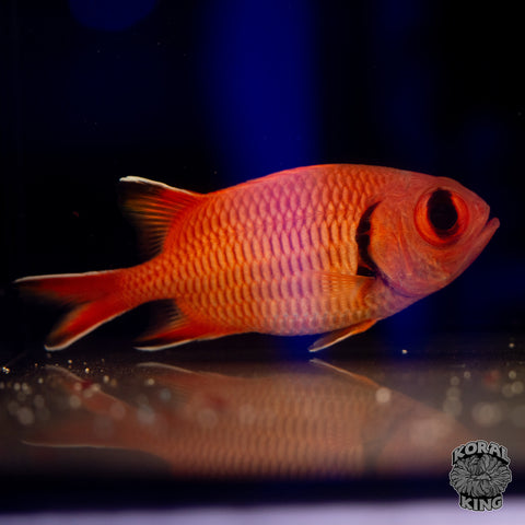 Sammara (Squirrel Bloodspot) Squirrelfish