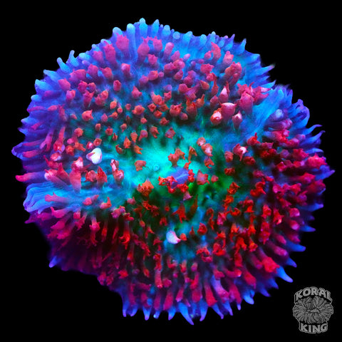 St. Thomas Mushroom (Various)