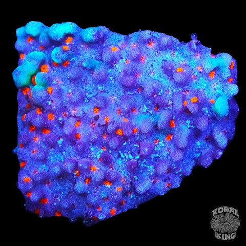 Stylocoeniella Montipora