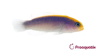 Sunrise Dottyback – Proaquatix