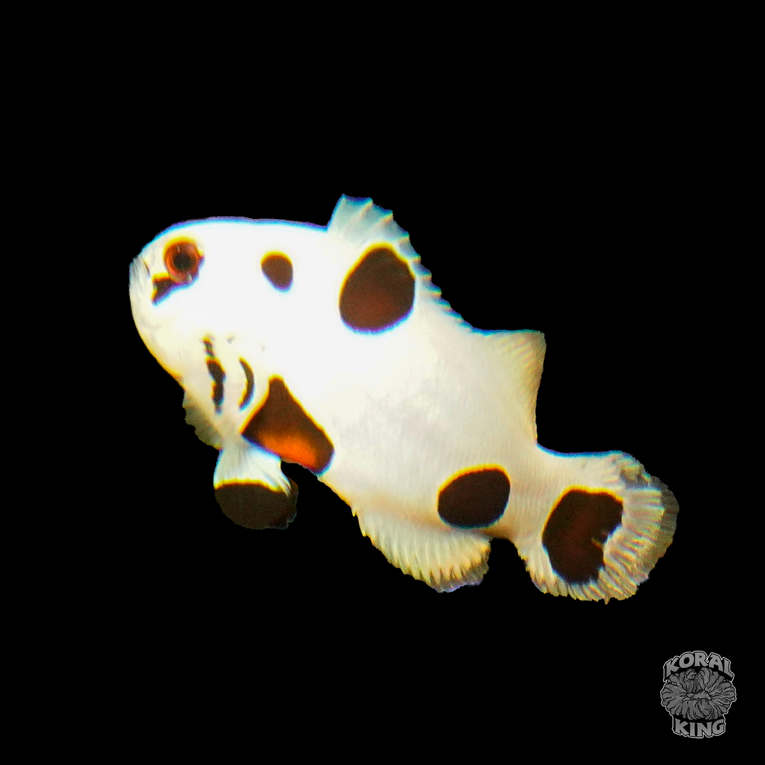 Super Storm Clownfish – Koral King