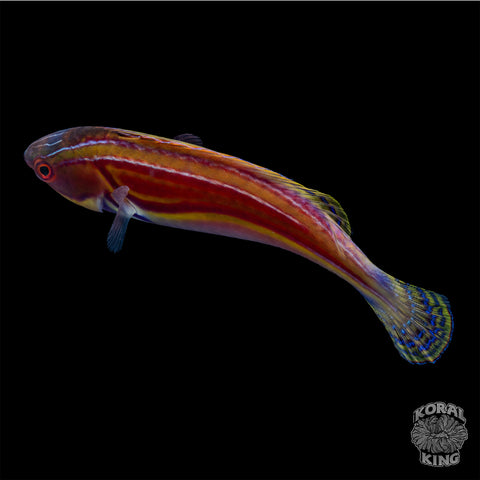 Golden Super Male Rhomboid Wrasse