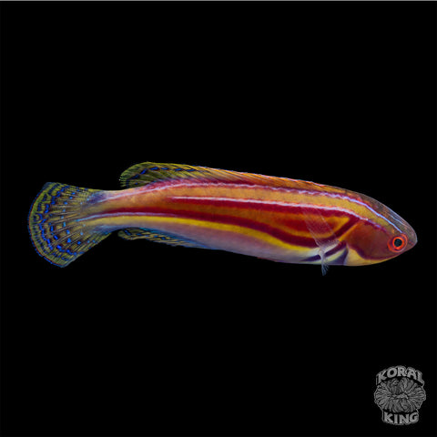 Golden Super Male Rhomboid Wrasse