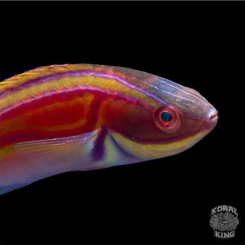 Golden Super Male Rhomboid Wrasse