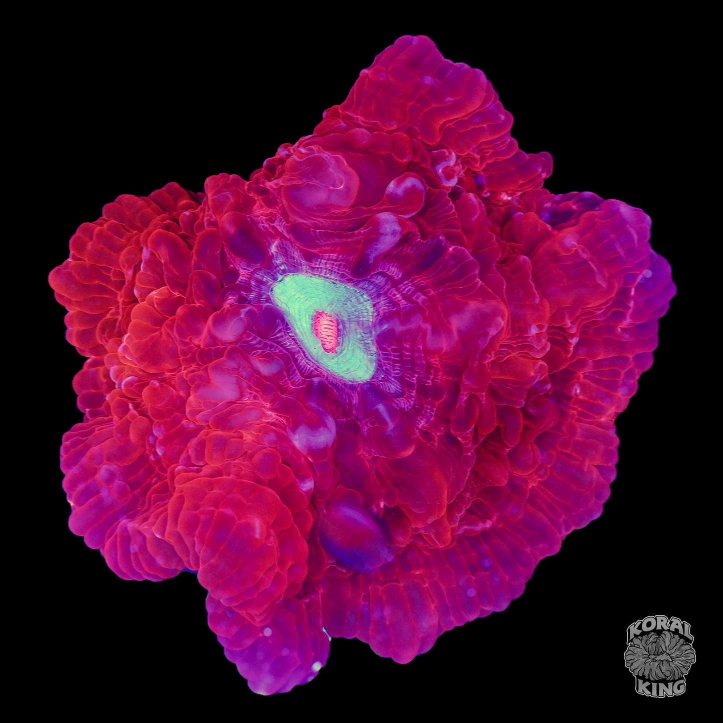 Redrum Indophyllia - Koral King