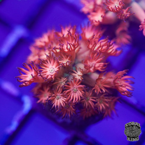 TSA Confetti Popper Goniopora