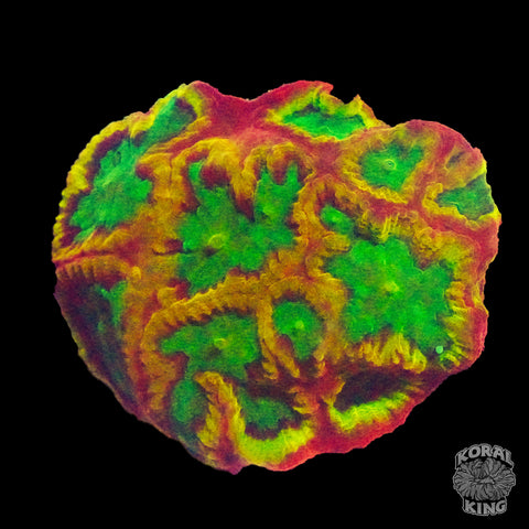 TSA Pandemic Favia Coral