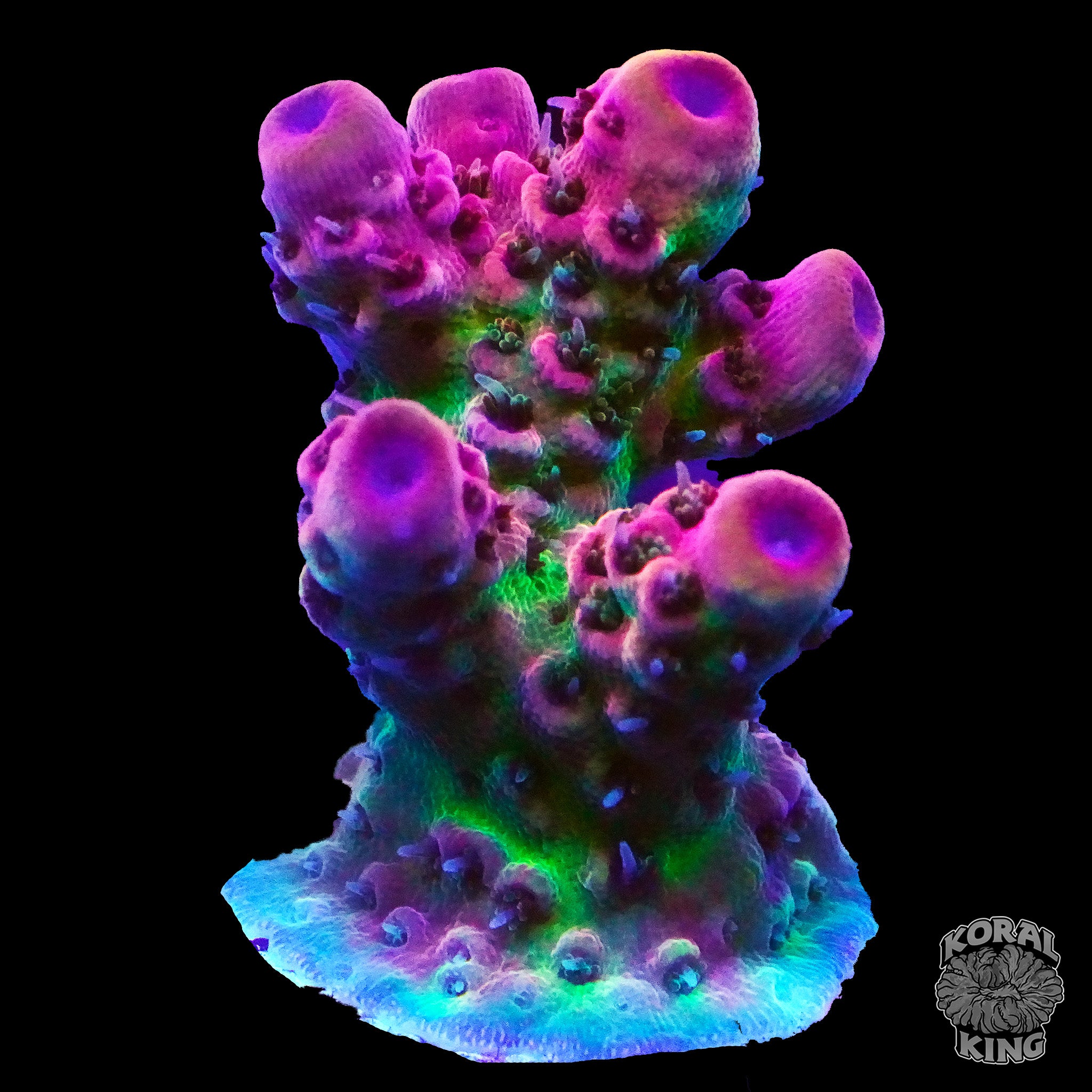 King's Gems – Koral King