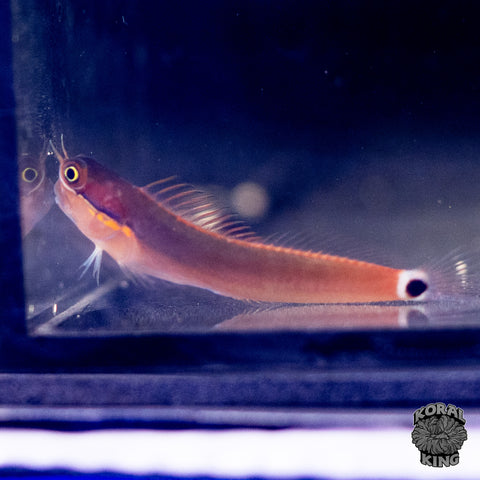 Tailspot Blenny