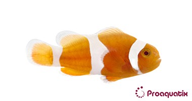 Tangerine Albino Clownfish – Proaquatix