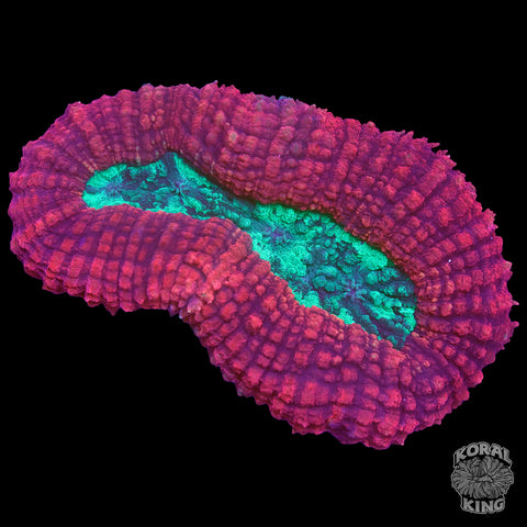 Holly Jolly Symphyllia