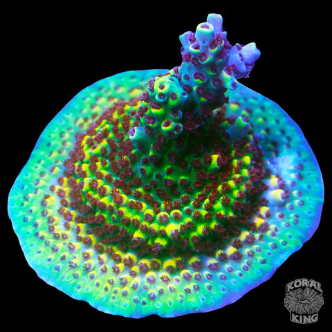 The Unknown Acropora Colony