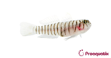 Tiger Goby – Proaquatix