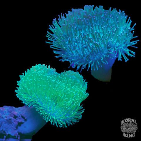 Toadstool Leather Coral