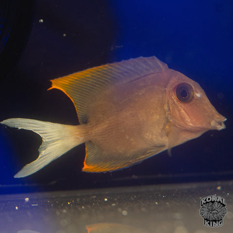 Tomini Bristletooth Tang