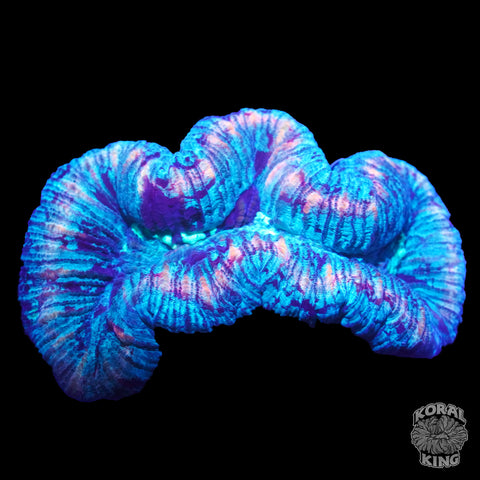 Trachy Frag