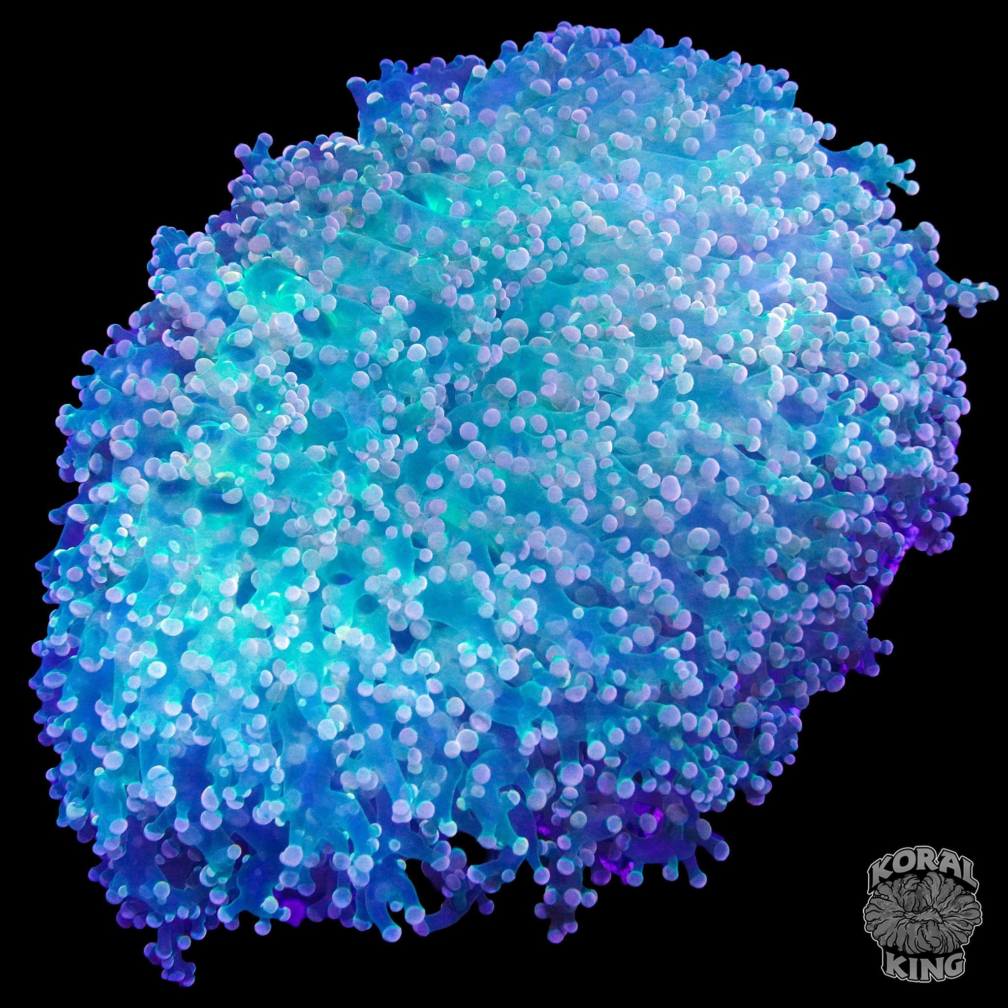 Branching Pink Tip Frogspawn Colony – Koral King