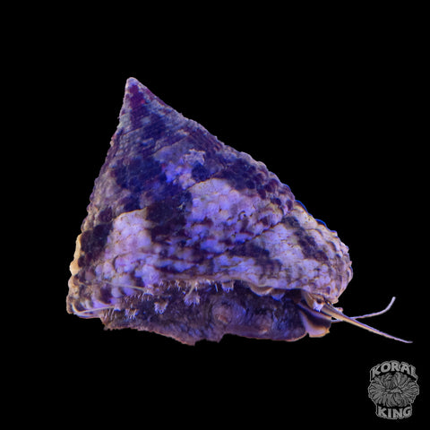 Trochus Snail