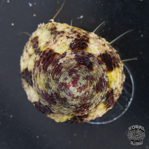 Trochus Snail