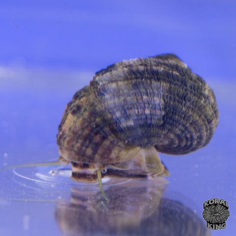 Turbo Snail