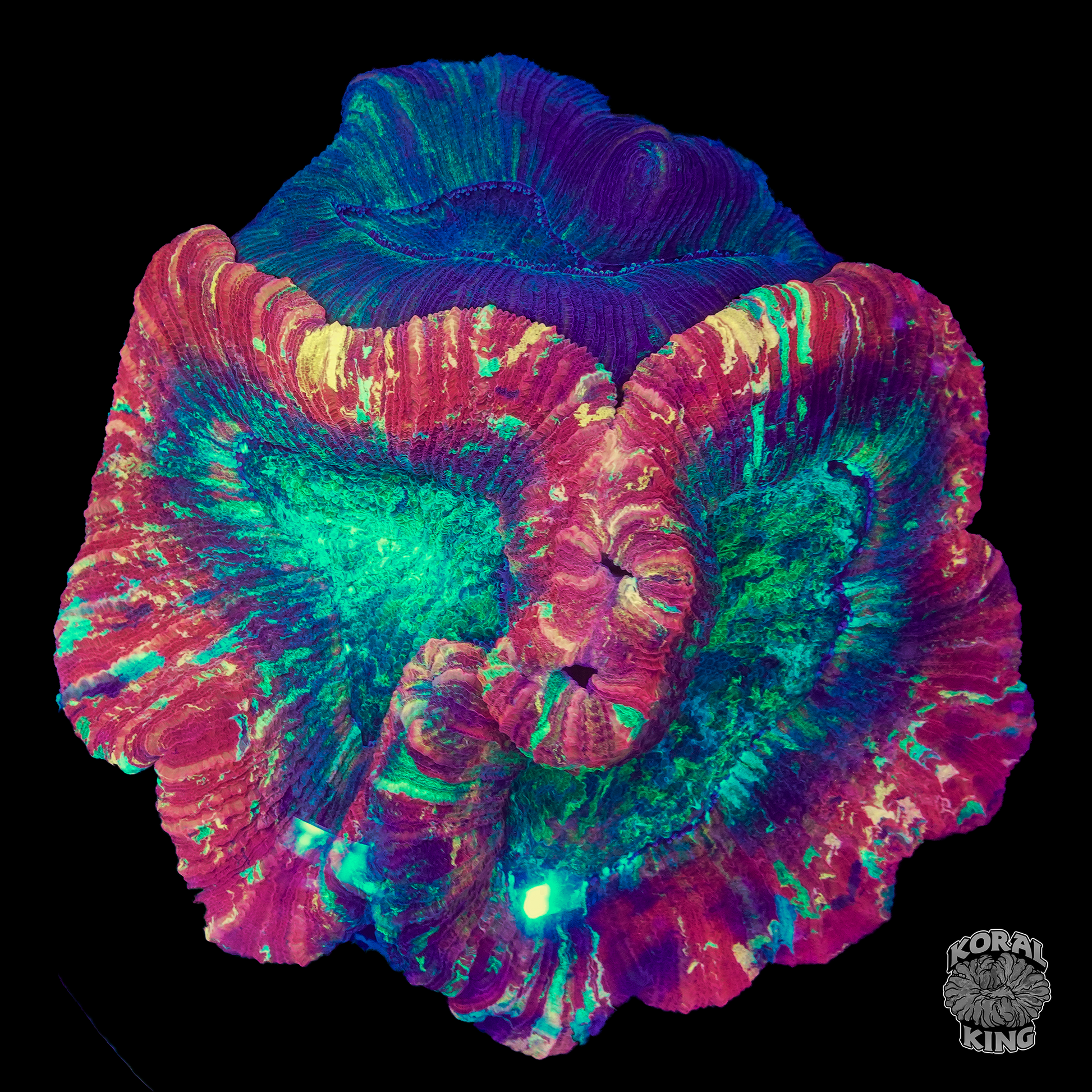 Two-Face Rainbow Welsophyllia - Koral King