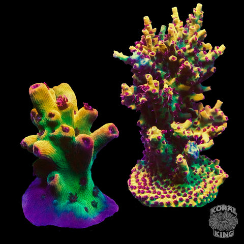 Tyree's Pink Lemonade Acropora Frag