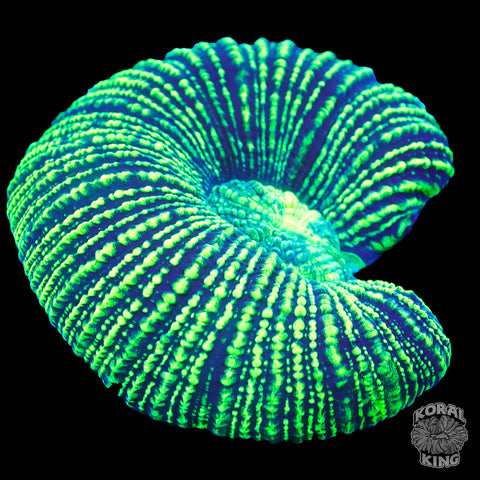 *BRIGHT* Ultra Green Lobophyllia Frag