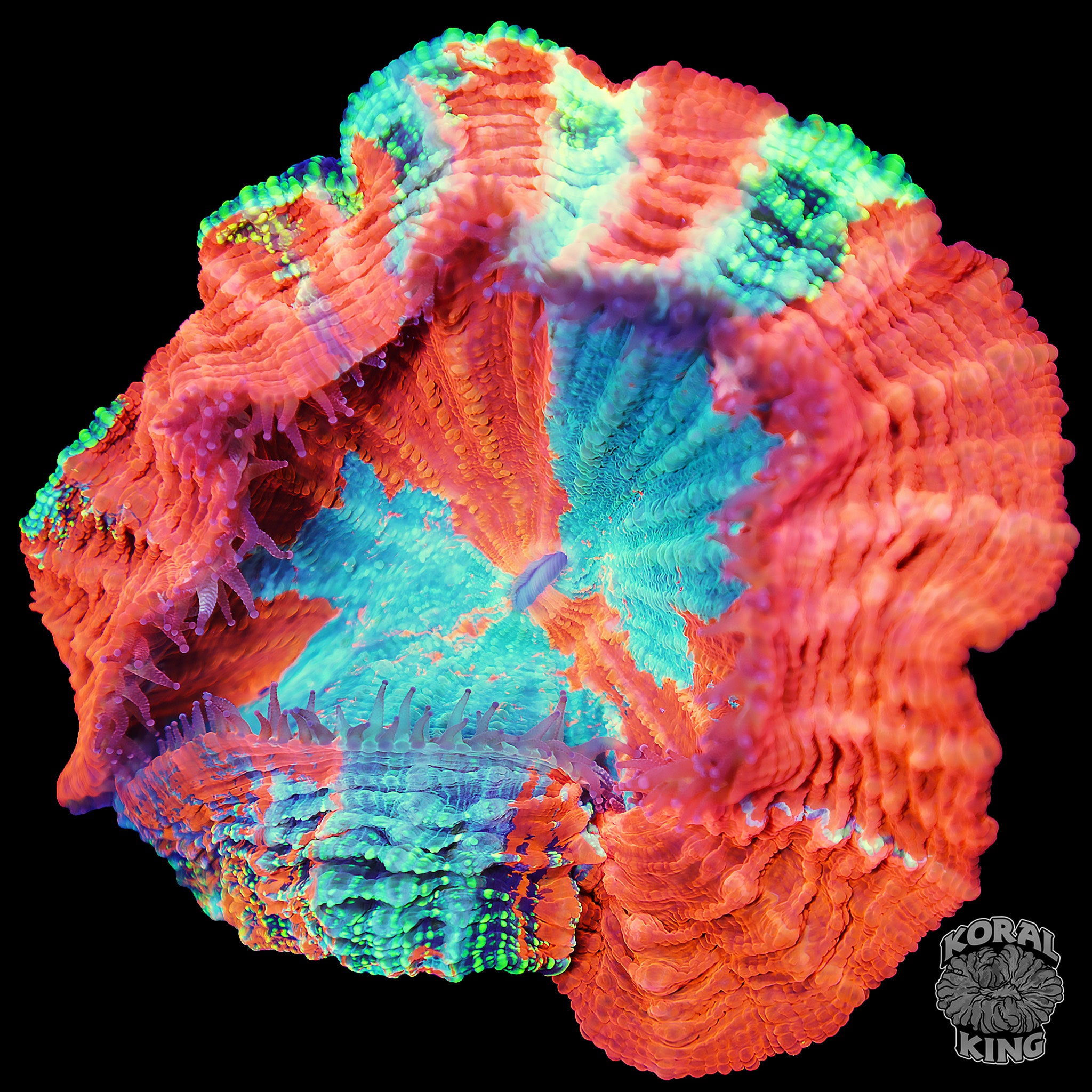 Ultra Rainbow Acantho – Koral King