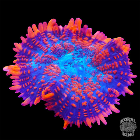 Ultra Superman Rhodactis Mushroom