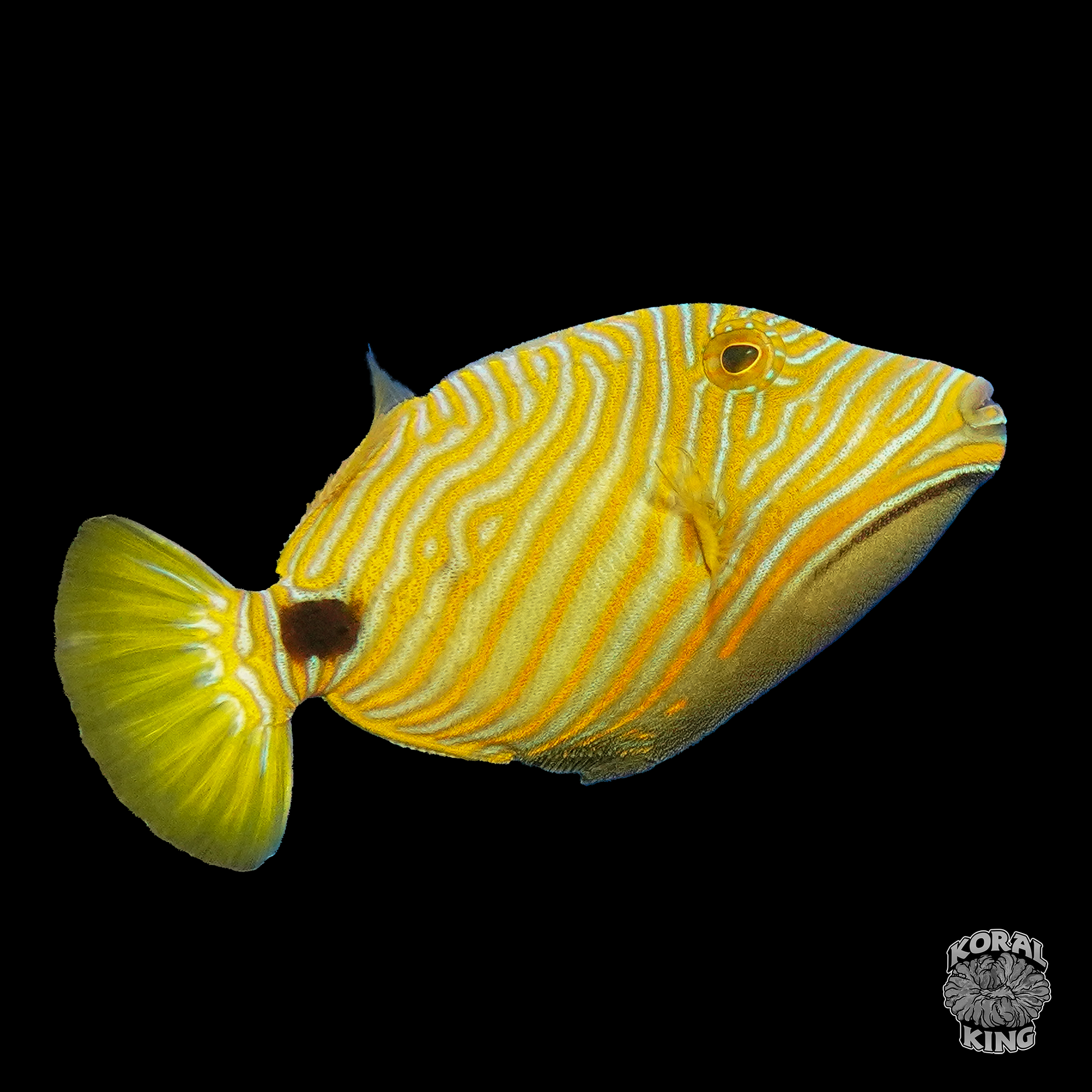 Undulate Triggerfish - Koral King